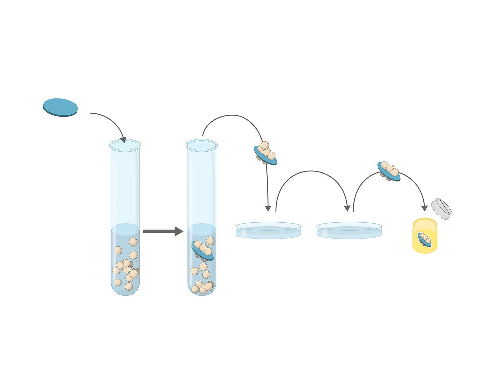 quantify-biofilms-without-disruption